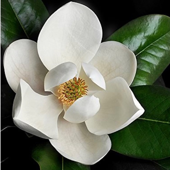 frugal_magnolia